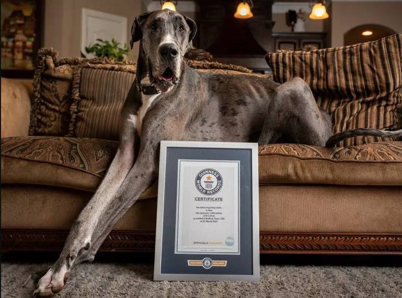 Conozca al perro más alto del mundo Zeús es un perro de raza gran danés que fue certificado por la organización de los Guinness World Récords como el perro más alto del mundo.