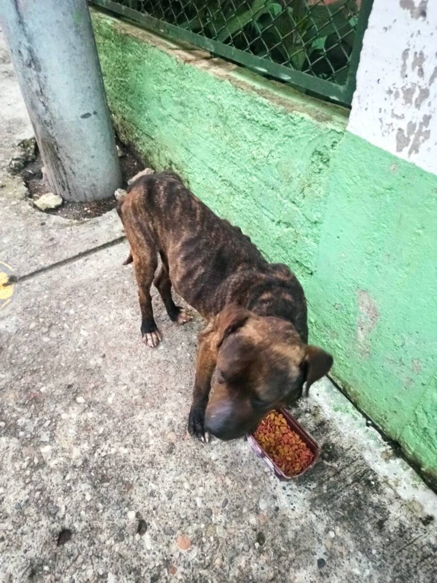 Denuncian masacre de perros en Pasquilla, Ciudad Bolívar La comunidad del sector denuncia que solo en el mes de abril fueron, al menos, 30 los perros que murieron por manos criminales del sector de Pasquilla, Pasquillita y Mochuelo Alto, sectores rurales de Ciudad Bolívar.