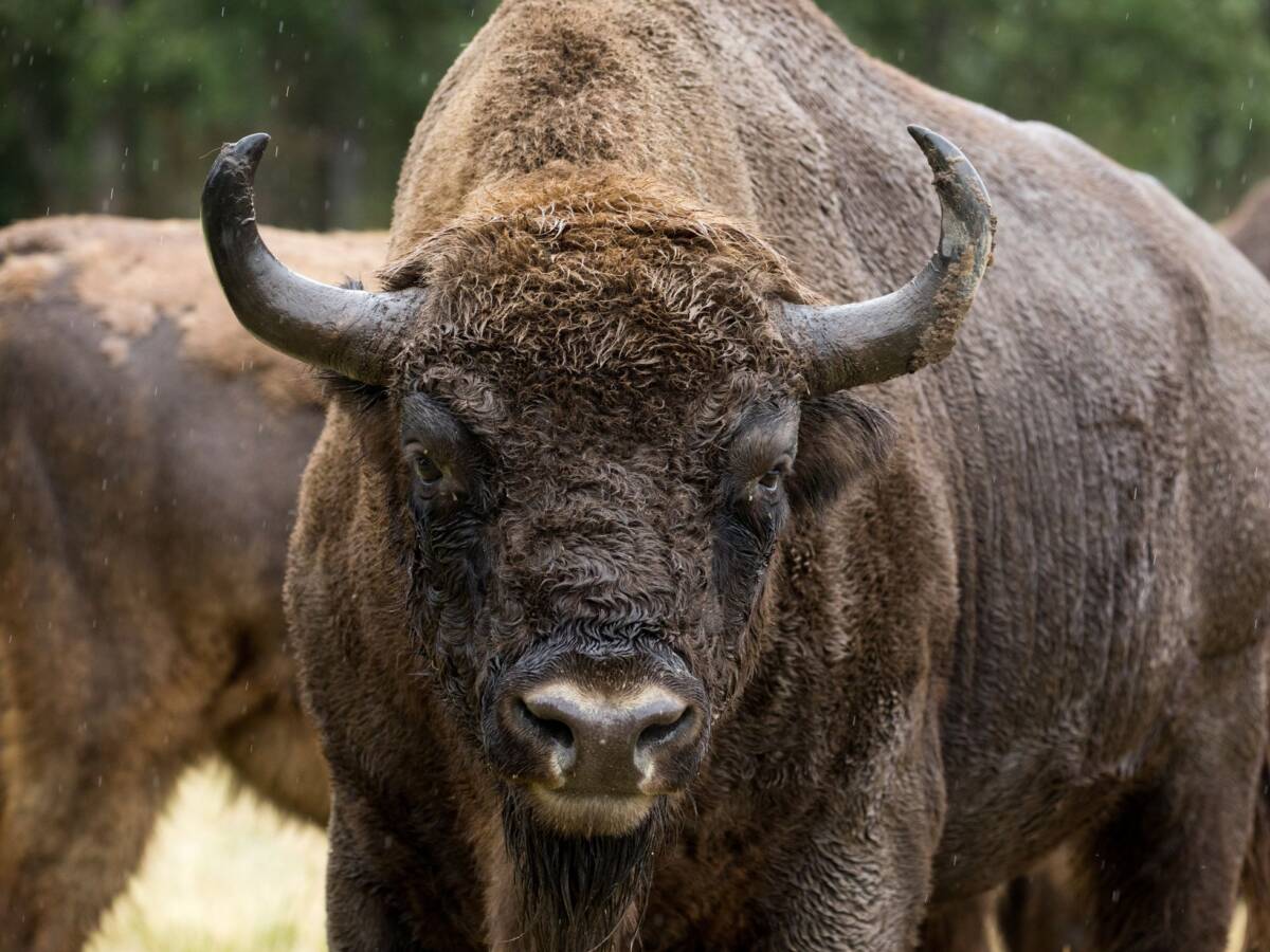 Hombre fue corneado por un bisonte en un parque natural Un hombre fue corneado por un bisonte en el Parque Nacional Yellowstone, dijeron las autoridades en un comunicado el martes. 