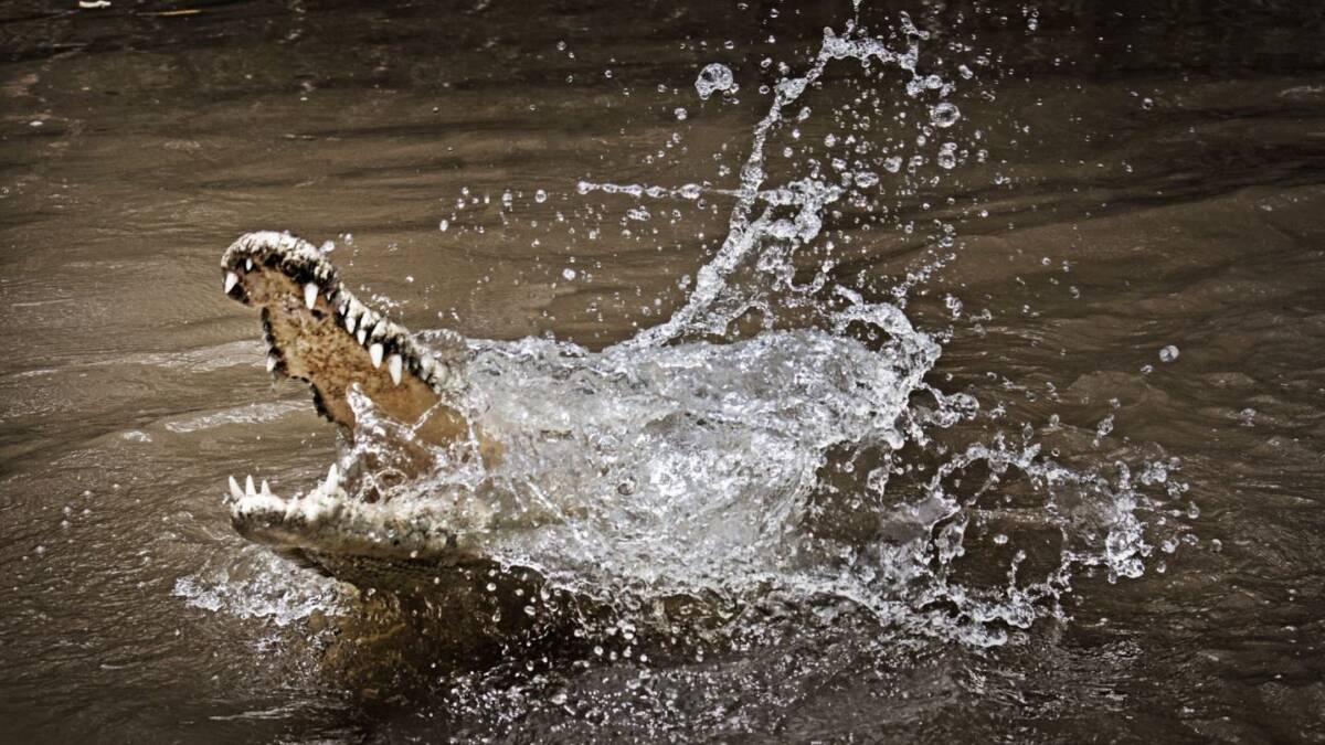 Abuelita de 77 años se salvó de ser devorada por un caimán  Una abuelita de 77 años de edad por poco es devorada por un caimán de dos metros cuando caminaba al lado de un estanque.