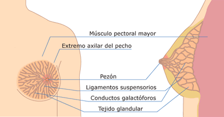 Pendientes con el dolor de mamas Hay muchas causas posibles para el dolor de mamas. Por ejemplo, los cambios en los niveles hormonales durante la menstruación o el embarazo a menudo causan dolor de mamas. Un poco de inflamación y sensibilidad justo antes del periodo es normal.