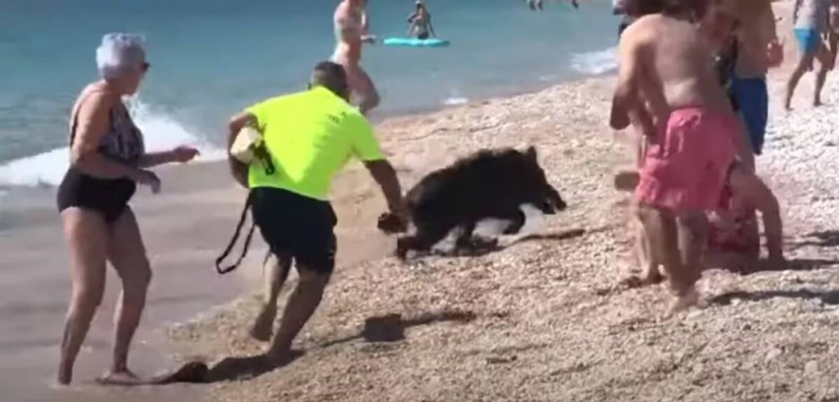 Jabalí atacó a turista en una playa En una playa de Alicante, en España, un jabalí salió corriendo del agua hacia la orilla y terminó atacando a una mujer de 67 años, quien resultó herida en una pierna y tuvo que ser trasladada a un hospital.
