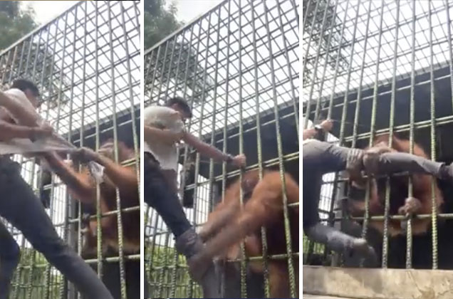 ¡Tremendo susto! Orangután casi que no suelta a un joven Recientemente se hizo viral el video de una hombre que se acerca a la jaula de una orangután en Indonesia, y luego de unos segundos esta lo toma a través de la reja y con gran fuerza lo sujeta.