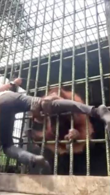 ¡Tremendo susto! Orangután casi que no suelta a un joven Recientemente se hizo viral el video de una hombre que se acerca a la jaula de una orangután en Indonesia, y luego de unos segundos esta lo toma a través de la reja y con gran fuerza lo sujeta.