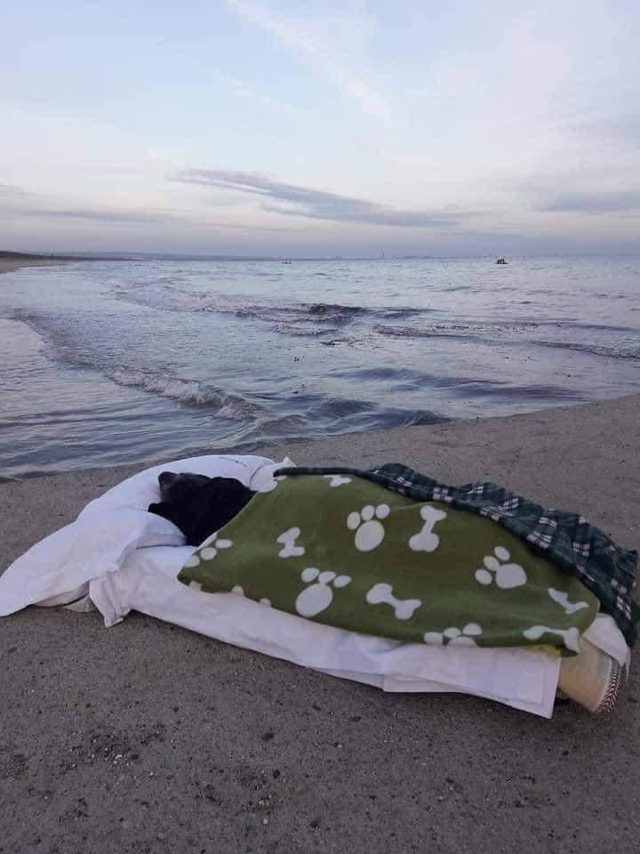Llevó a su perrita a ver el mar antes de que muriera Un hombre Llevó a su perrita a ver el mar por última vez antes de que ella muriera y las redes sociales estallaron de tristeza por el conmovedor hecho.