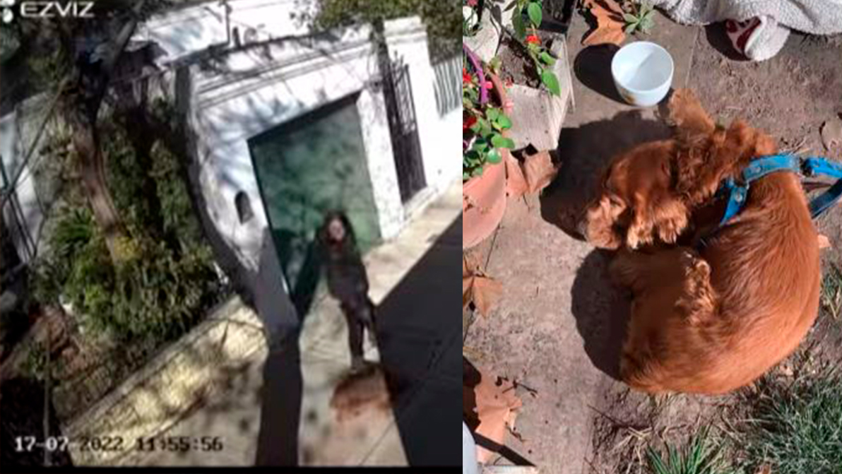 EN VIDEO: Mujer abandonó a su perro ciego, lo arrojó en el jardín de una casa El perro de raza cocker spaniel es ciego, y al parecer, seria una de las razones por la que no querían tenerlo más.