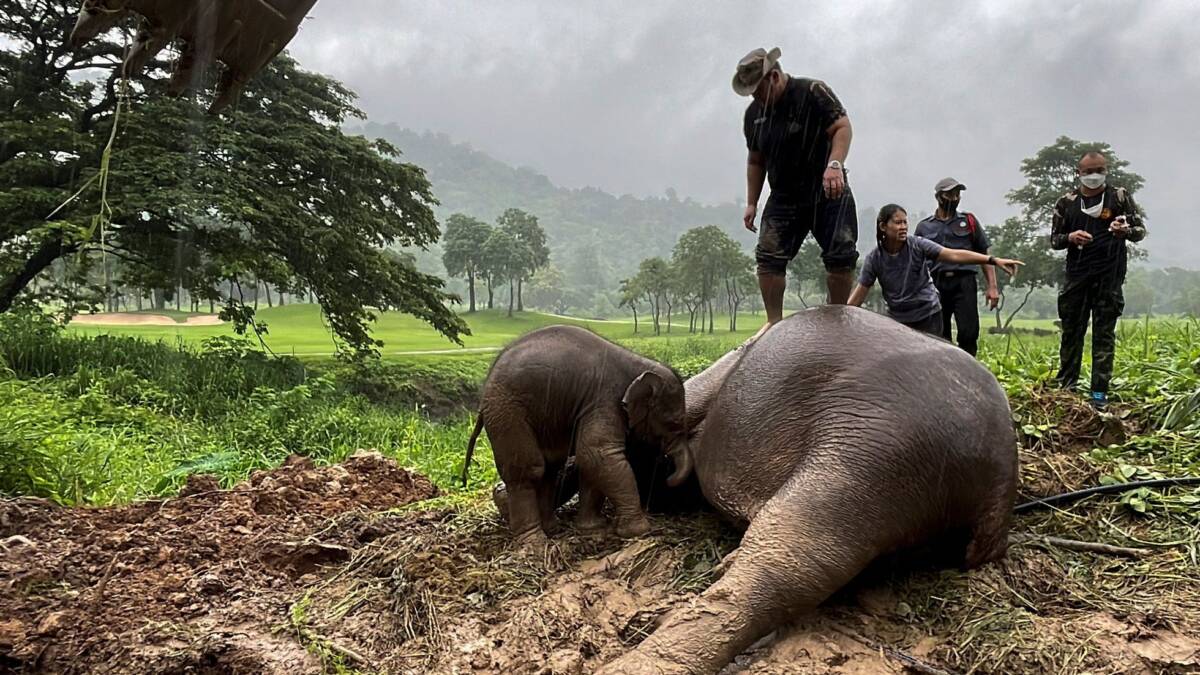 Resucitan a elefanta que se desmayó al intentar sacar a su cría de un pozo Una elefanta y su pequeña cría de apenas un año cayeron a un pozo de drenaje en un parque nacional ubicado en la provincia de Nakhon Nayok en Tailandia.