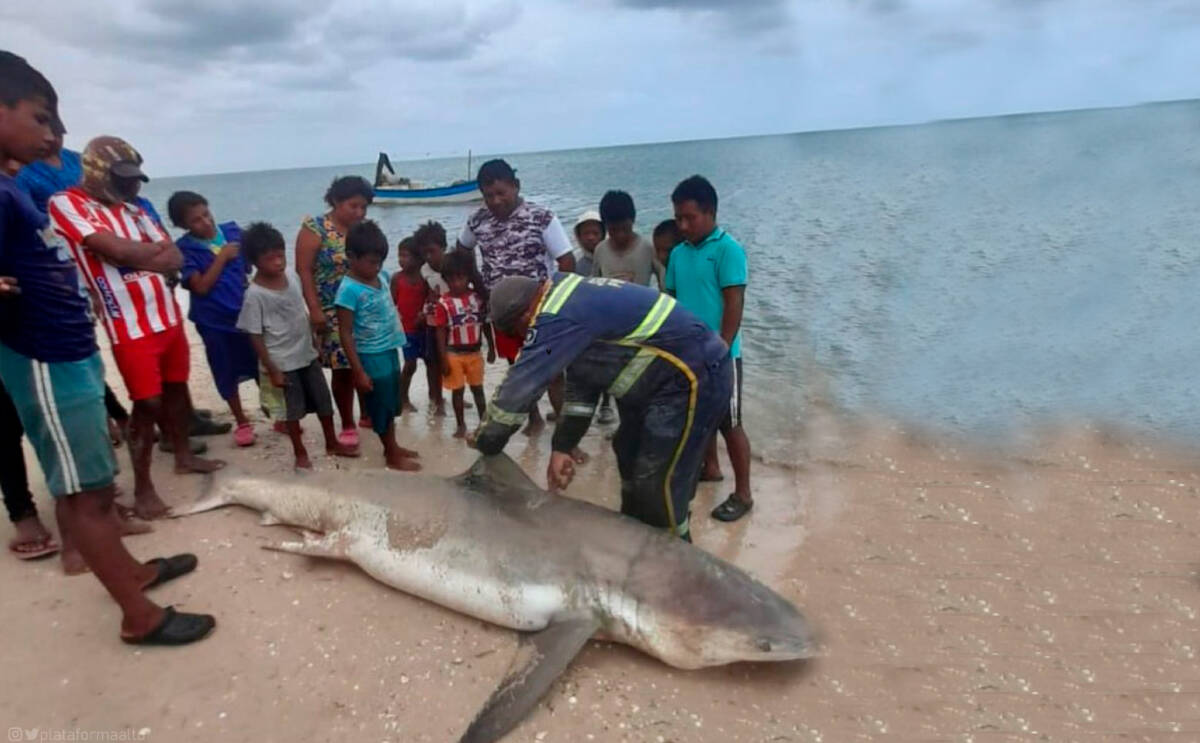 Indignación por sacrificio de un tiburón blanco en la Alta Guajira Recientemente se conoció que pescadores Wayú de la Alta Guajira cazaron a un tiburón blanco y en plena playa fue sacrificado.