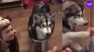 EN VIDEO: Se disfrazó de perro para entrenar a su mascota Una mujer dejó volar su imaginación y se disfrazó de perro para entrenar a su mascota. El video se volvió tendencia en redes sociales.