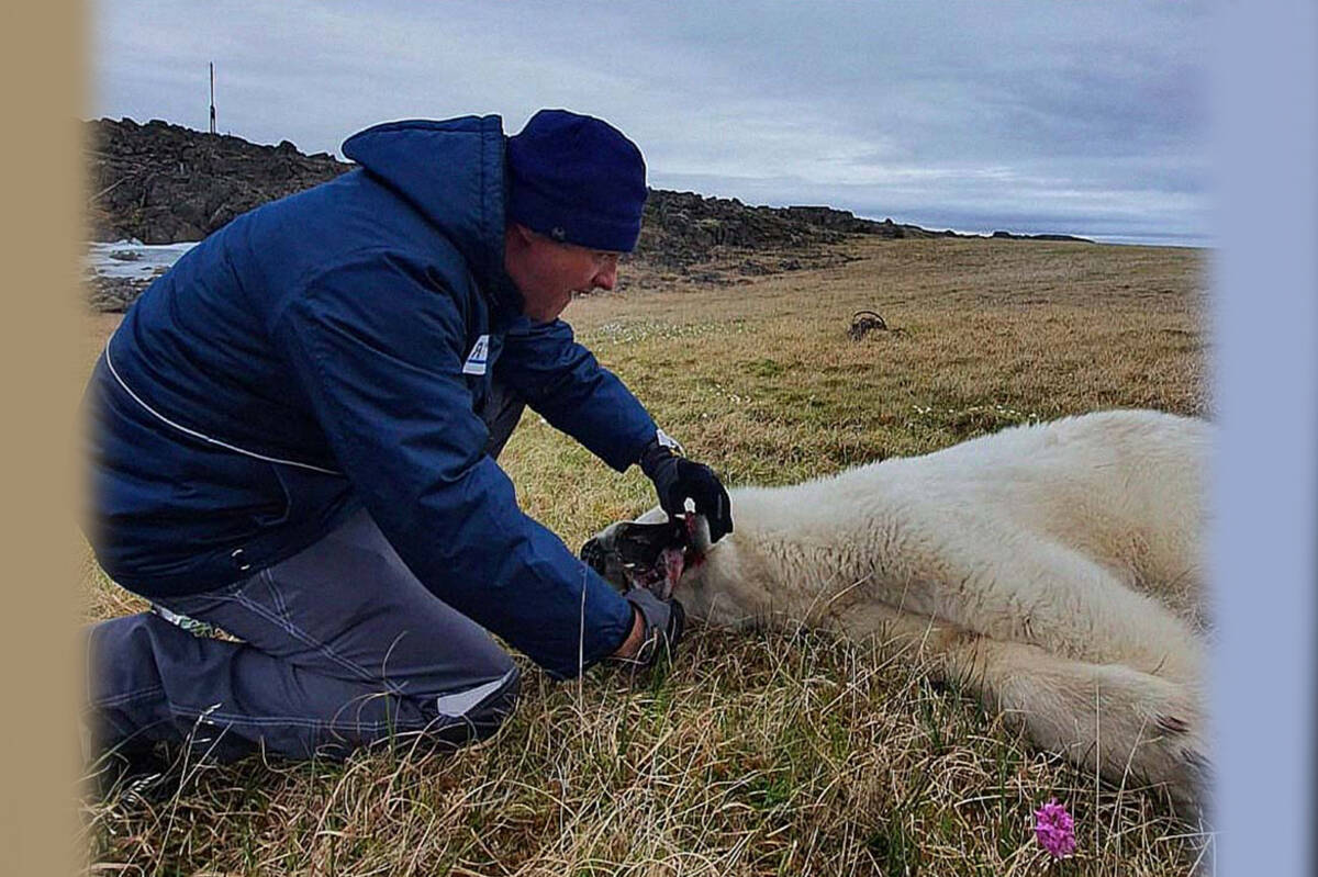 Video: Oso polar buscó a humanos para que lo socorrieran En redes sociales se hizo viral un video en el que un oso polar pide una desesperada ayuda a humanos.