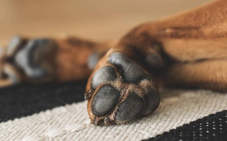 Denuncian el envenenamiento de perros en Soacha En el barrio San Luis, en el municipio de Soacha, se han estado muriendo los perritos de la zona, al parecer, envenenados. En el momento, van alrededor de 10 caninos fallecidos.
