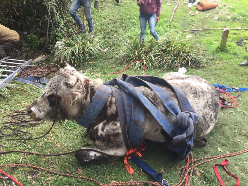 Rescatan a vaca que se cayó en una zanja en Chapinero En la localidad de Chapinero se presentó un extraño caso, pues una vaca terminó atrapada en una zanja profunda y no podía salir.