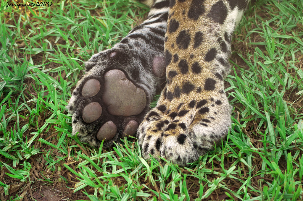 Jaguar asesinó a niño de 10 años Un pequeño niño de tan solo 10 años fue brutalmente atacado por un jaguar. Según reportó un medio local de Brasil, el menor fue hallado sin cabeza.