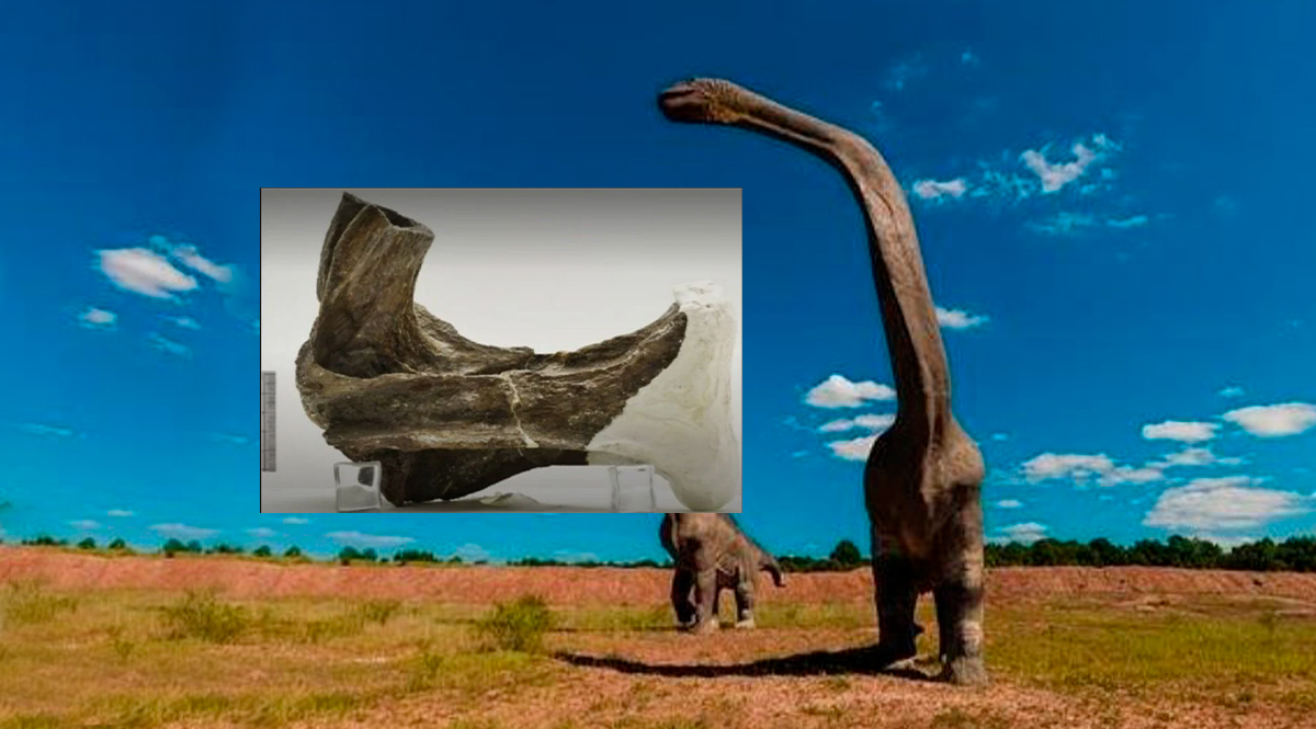 Descubren inédito dinosaurio en el país Y es que paleontólogos de la universidad del Norte de Barranquilla pudieron identificar un nuevo espécimen de dinosaurio a nivel mundial.