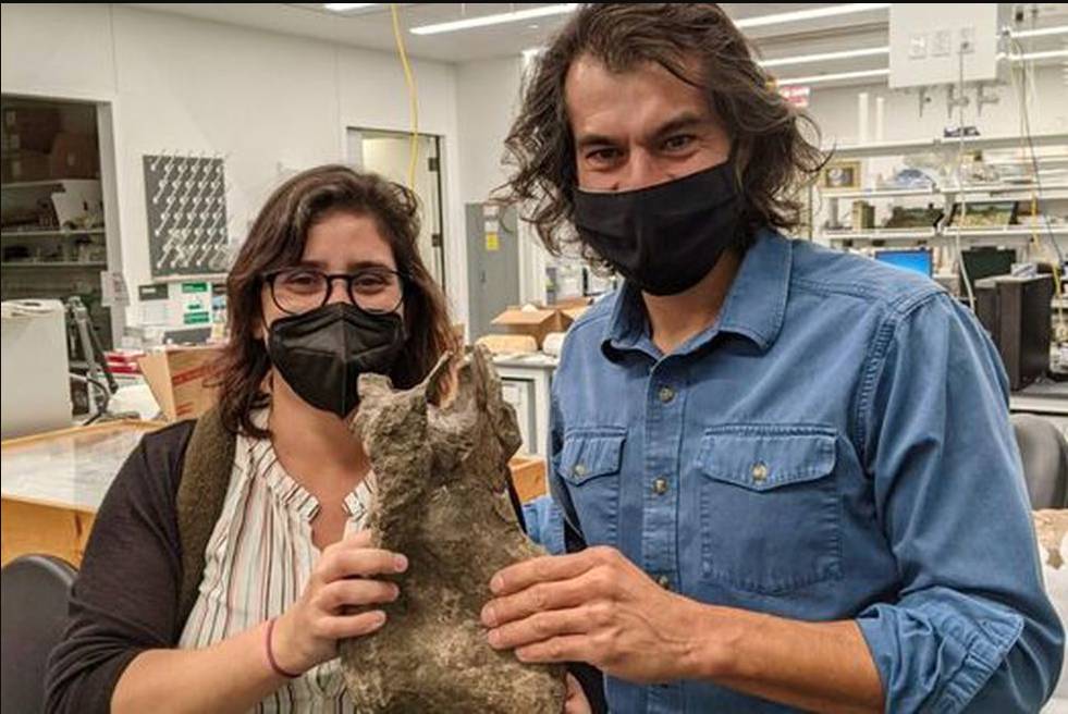 Descubren inédito dinosaurio en el país Y es que paleontólogos de la universidad del Norte de Barranquilla pudieron identificar un nuevo espécimen de dinosaurio a nivel mundial.