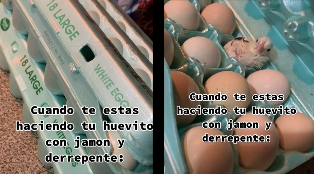 ¡Increible! Encuentran pollito en caja de huevos A través de TikTok una usuaria mostró el momento en el que encontró un pollito recién nacido en una caja de huevos que había comprado.