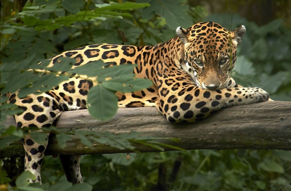 Jaguar asesinó a niño de 10 años Un pequeño niño de tan solo 10 años fue brutalmente atacado por un jaguar. Según reportó un medio local de Brasil, el menor fue hallado sin cabeza.
