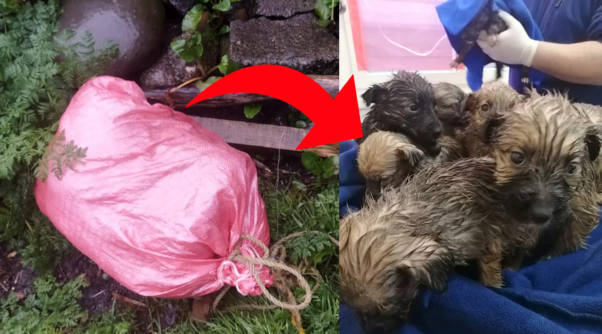 ¡Desalmado! Hombre dejó 9 perritos dentro de una bolsa amarrada Un indignante hecho de maltrato animal ocurrió en la ciudad de Villarrica, Chile. Un hombre dejó 9 perritos en la calle dentro de una bolsa amarrada.