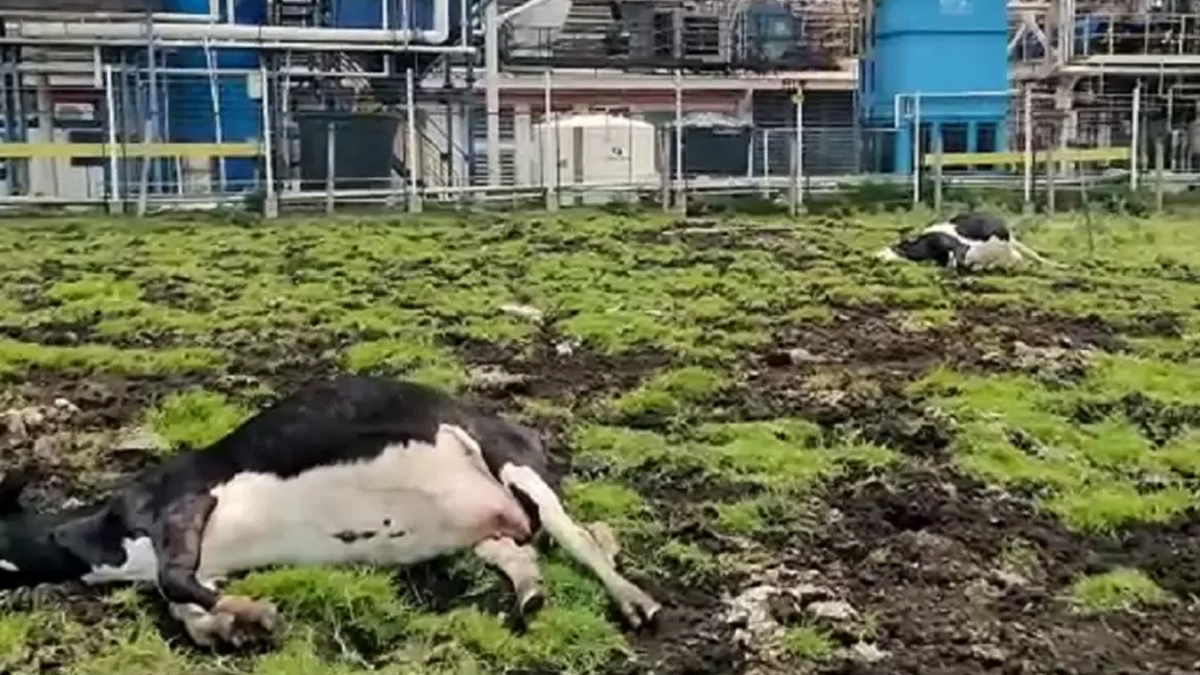 La tristeza de una familia que encontró 12 de sus vacas muertas Una familia atraviesa un difícil momento luego de que murieran 12 de sus 16 vacas con las que buscan su sustento económico. El hecho sucedió en el municipio de Funza, Cundinamarca.