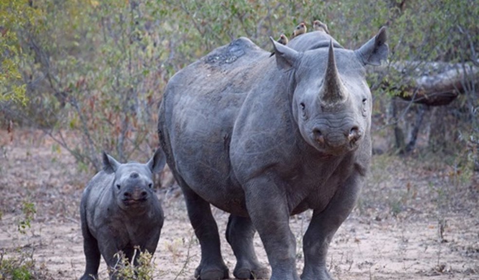 Tres rinocerontes mueren al día por caza furtiva en África Las poblaciones de rinocerontes han aumentado en los últimos años en, aunque tres ejemplares mueren de media al día abatidos por cazadores furtivos, según WWF que señala que solo en Sudáfrica los furtivos mataron 451 ejemplares en 2021, 57 más que el año anterior, según datos del Departamento de Bosques, Pesca y Medio Ambiente de Sudáfrica.