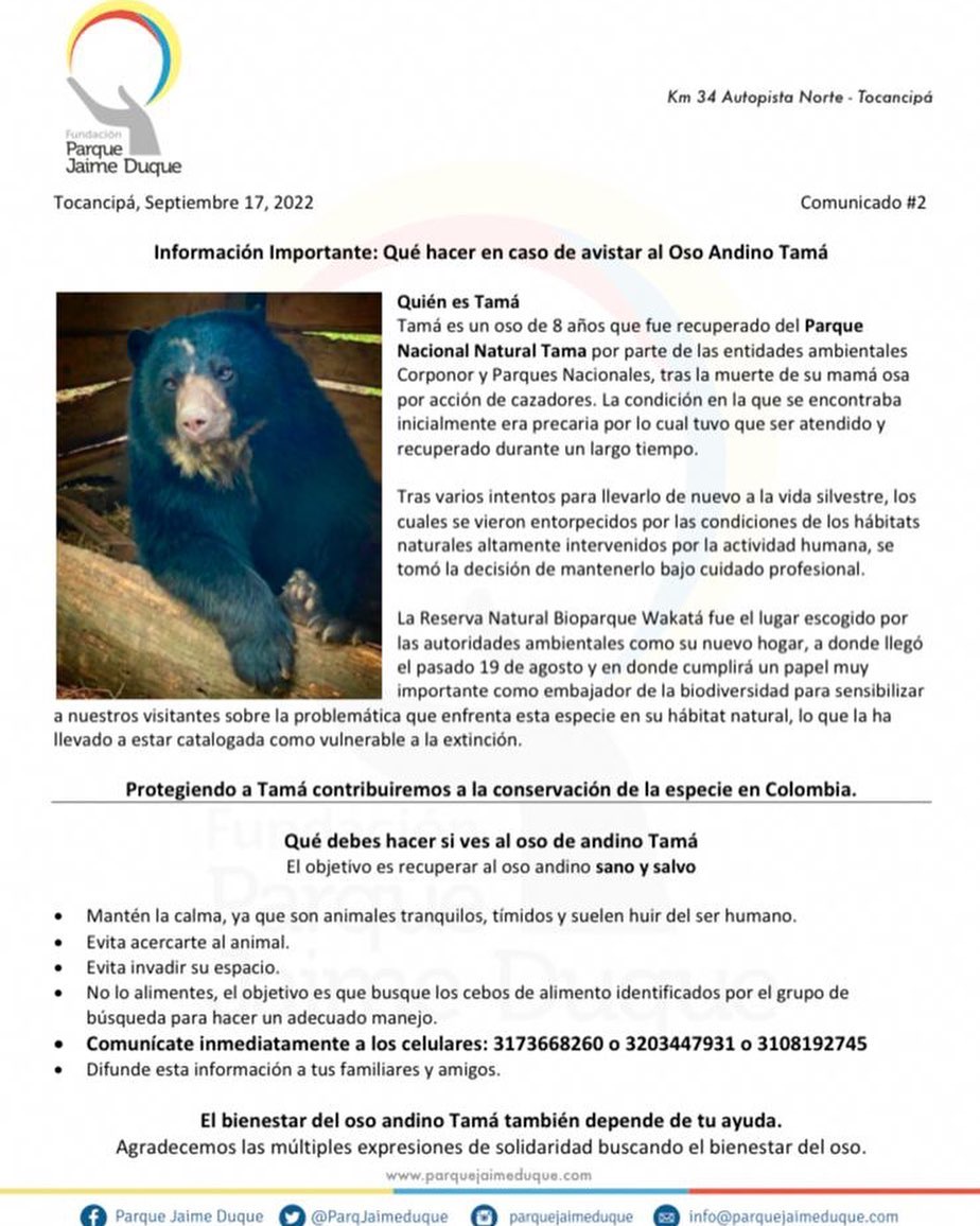 ¡Se busca! Oso andino escapó de una reserva natural en Tocancipá La Corporación Autónoma Regional de Cundinamarca (CAR) reportó que un oso andino se escapó de una zona especial de la reserva natural Bioparque Wakatá de la Fundación Parque Jaime Duque en Tocancipá, Cundinamarca. El hecho ocurrió el pasado 15 de septiembre.