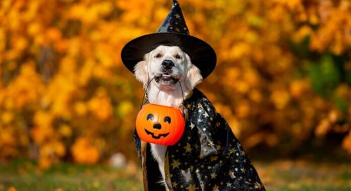 Tips para que proteja a sus mascotas durante Halloween Para este 31 de octubre que se celebra Halloween es importante tener en cuenta una serie de recomendaciones para que nuestras mascotas estén cómodas y, lo más importante, para que su salud no se vea comprometida.