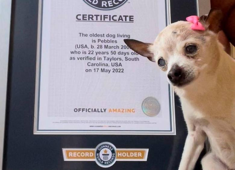 Murió Pebbles, la perra más vieja del mundo A través de redes sociales, los dueños de Pebbles, una perrita Toy Fox Terrier que tenía el récord Guinness de la perra más vieja del mundo, anunciaron que falleció el pasado 3 de octubre.