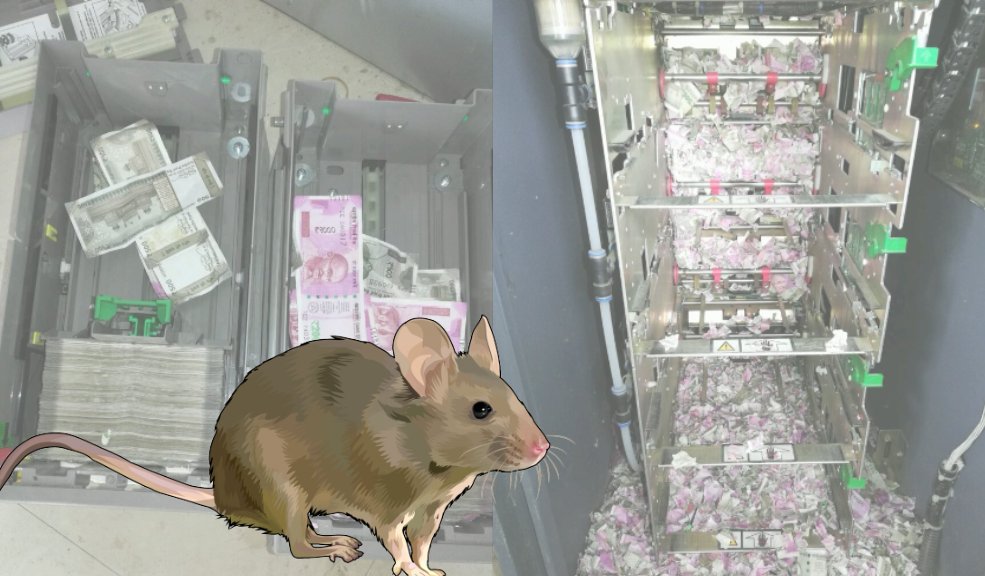 ¡De no creer! Ratón se comió más de $80 millones en cajero automático Durante la revisión se encontró decenas de billetes destruidos y un ratón muerto. Al parecer, el roedor entró por un hueco por el que pasaba el cableado de la máquina.