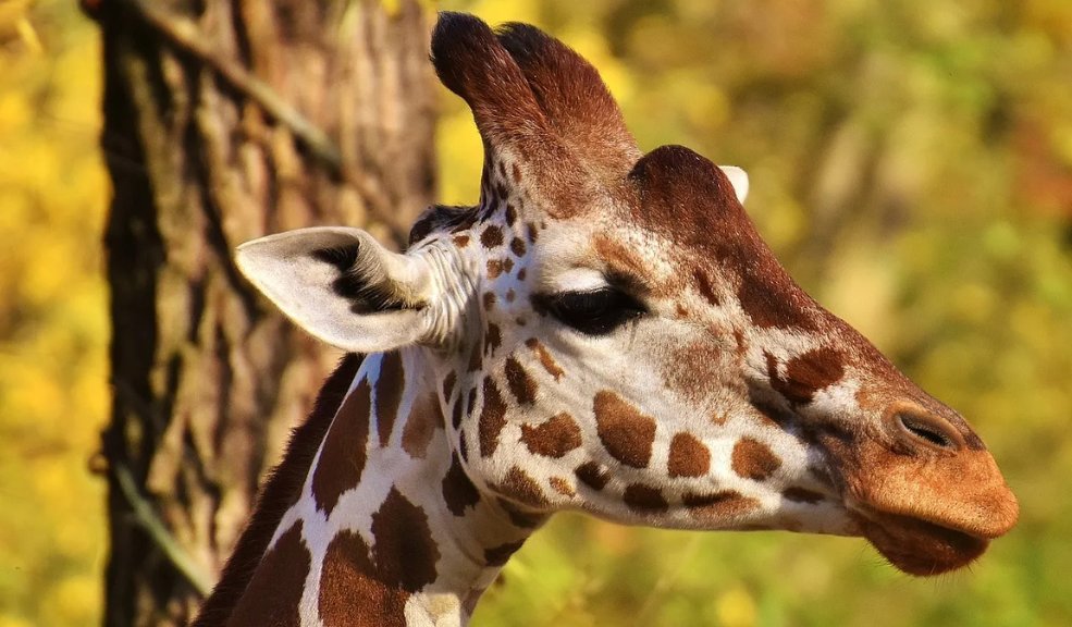 ¡Qué tragedia! Jirafa mató a un bebé en una reserva natural Una jirafa mató a una bebé de 16 meses al atacarla al mismo tiempo que a su madre el miércoles en una reserva natural sudafricana por razones aún inexplicables, según fuentes policiales.