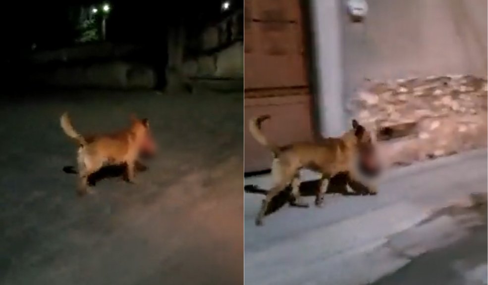 Macabro: perro paseaba con una cabeza humana en el hocico ¡Qué miedo!, en redes sociales circula un impactante e impresionante video captado en la ciudad de Zacatecas, en México, en el que se ve un perro paseándose por las calles con la cabeza de una persona.