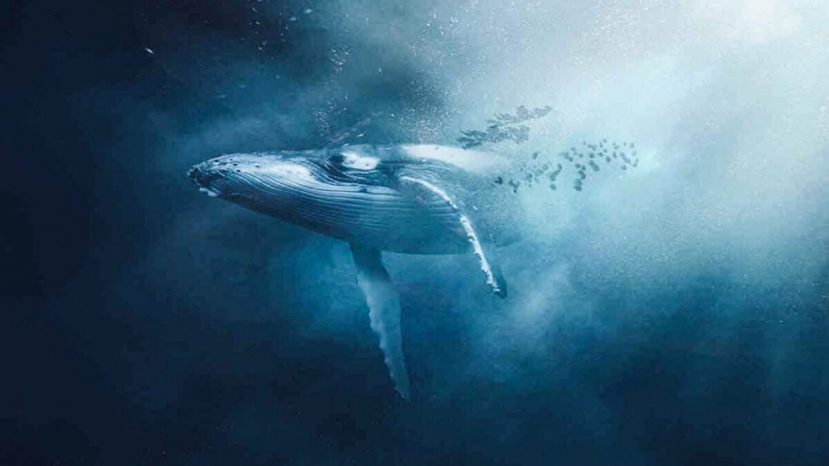 La triste historia de la ballena que nada sola y no tiene amigos porque su canto es diferente Whalien 52, es una ballena que los científicos han clasificado como la más solitaria del mundo, encontrada en 1992 y vigilada desde entonces.