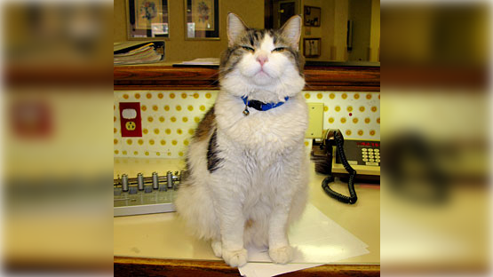 Óscar, el gato que logró predecir la muerte de más de 100 personas El gato Óscar se ha vuelto popular debido a su ‘don’ por predecir la muerte de más de 100 personas en Estados Unidos. Un equipo médico del Steere House de Providente, en Rhode Island, adoptó al felino en el año 2005.