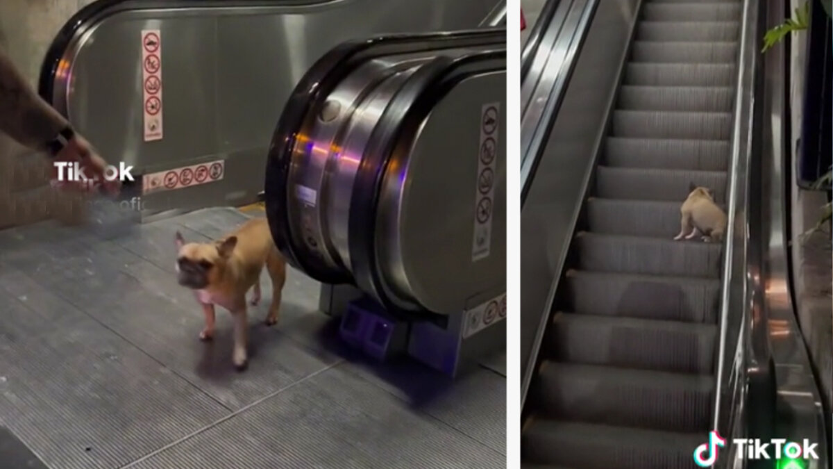 ¡Qué ternura! Perrito se hace viral por jugar en las escaleras eléctricas Un pequeño perrito se volvió viral en TikTok por aparecer en un video jugando en las escaleras eléctricas de un centro comercial.