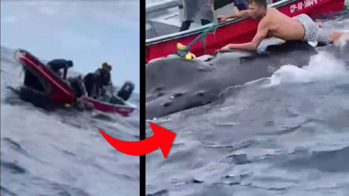 ¡Increíble! Pescadores no lo dudaron y ayudaron a liberar una ballena Un noble gesto protagonizaron pescadores que ayudaron a salir a una ballena atrapada en una red en Bahía Solano.