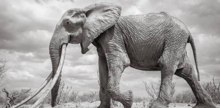 Murió la elefanta con los colmillos más grandes del mundo Una elefanta, considerada como la hembra con colmillos más grande de Kenia, murió de vieja, informaron autoridades este martes. 