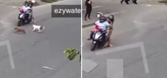 Salvaje: motociclista atropelló a un perrito y luego lo pateó En video quedó captado el momento exacto en que un motociclista atropelló a un perrito que estaba cruzando la calle y luego se bajó enfurecido para golpearlo brutalmente.