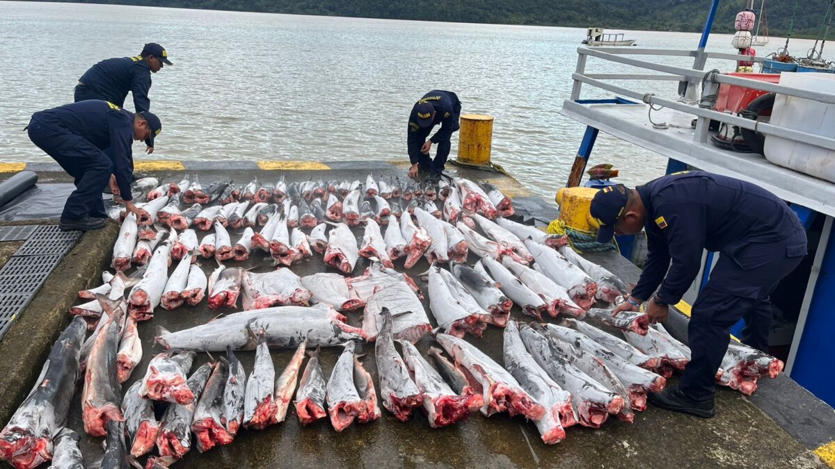 ¡Atroz! Hallan 114 tiburones mutilados en el Pacífico colombiano  Luego de un operativo de inspección en aguas del Pacífico colombiano, la Armada Nacional y Guardacostas hallaron una embarcación con más de 110 tiburones que fueron cazados y dejados en cuartos fríos de la motonave. Lea: Video: ¡Cruel! Macheteó a un perro porque lo mordió: fue capturado