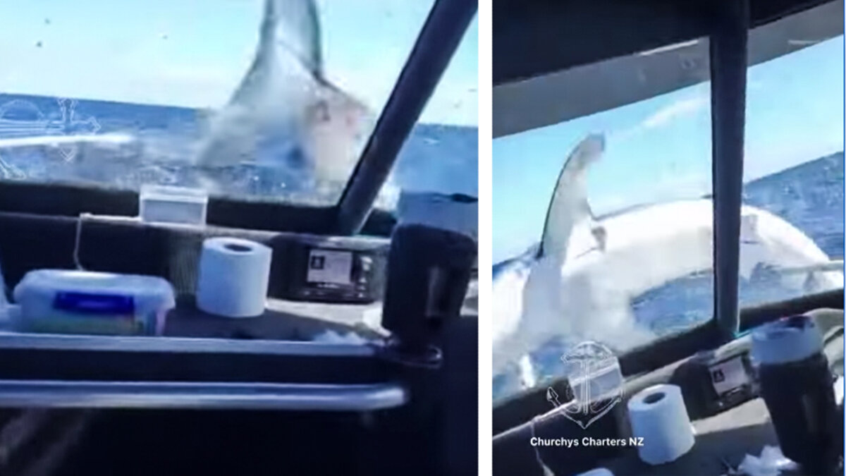 ¡Tremendo susto! tiburón saltó dentro de una embarcación En las redes sociales se ha viralizado el sorpresivo momento en el que un tiburón brincó a una embarcación en Nueva Zelanda. El hecho generó pánico entre los tripulantes que no podían creer la inusual situación.