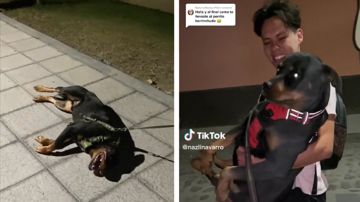 En video: perrito que hizo un berrinche para que no acabara su paseo Más de 31 millones de reproducciones acumula el video en TikTok, y los usuarios han dejado todo tipo de mensajes en apoyo al simpático animal.