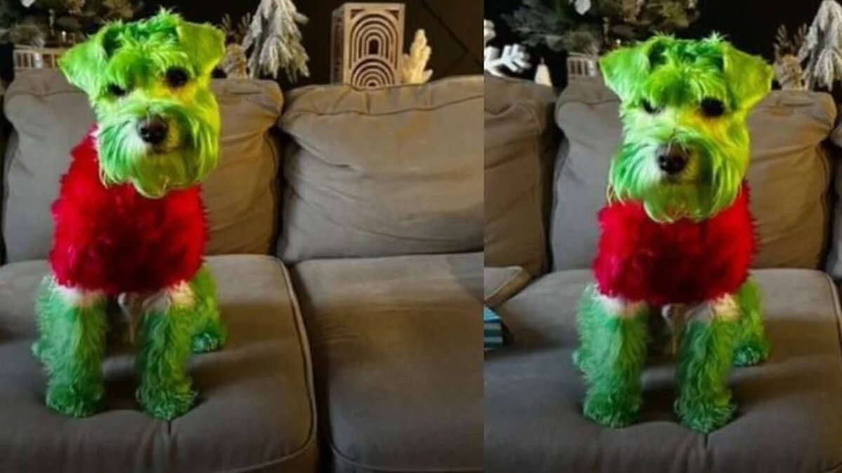 EN VIDEO: Mujer pintó a su perro como el Grinch y le llueven críticas Una mujer es criticada por haber pintado el pelaje de su perro como el popular personaje navideño el Grinch.
