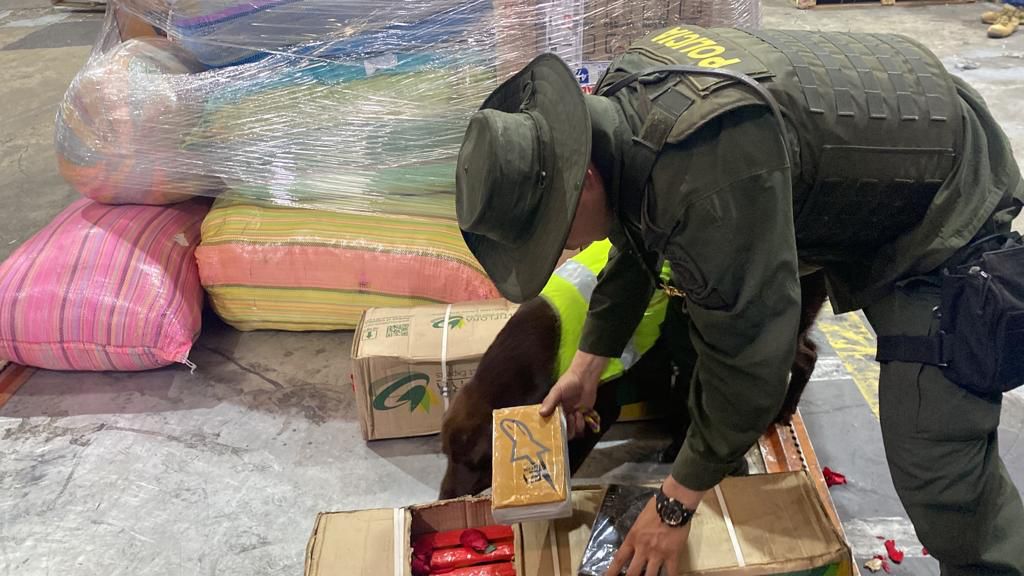 Perro antinarcóticos encontró 44 kilos de coca en Fontibón Las labores de patrullaje de la Policía en una bodega en Fontibón, permitieron que 'Mara', un labrador designado al cuerpo de antinarcóticos, pudiera ubicar 44 kilos de coca que iban a ser enviados a Madrid, España.