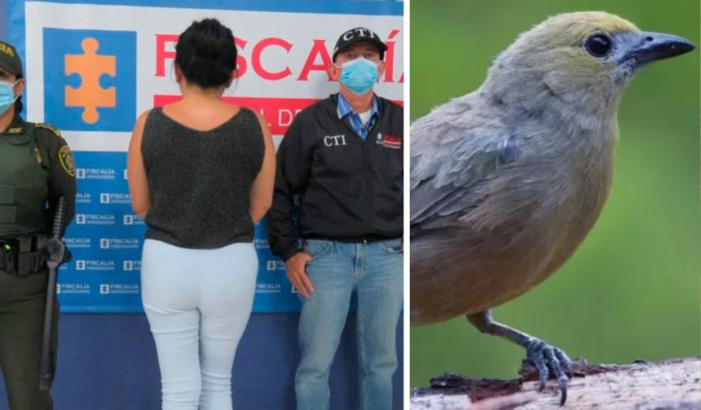 Mujer prefirió estrangular a un pájaro que devolverlo a hábitat natural María Margarita Roldán es la identidad de una mujer señalada de matar a un pájaro en vez de devolverlo a las autoridades para llevarlo a su hábitat natural.