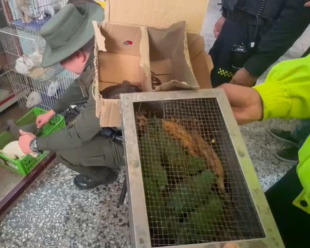 Rescatan 95 animales en la plaza de mercado del Restrepo La Policía Metropolitana de Bogotá, en articulación con la Secretaría Distrital de Ambiente, Instituto Protección y Bienestar Animal, en las últimas horas realizaron un operativo en la Plaza de Mercado del Restrepo y recuperaron 95 animales vivos.