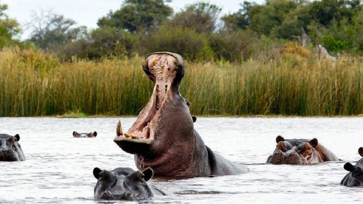Los hipopótamos de Pablo Escobar ahora estarán en tierras mexicanas Al rededor de 60 hipopótamos seran enviados a zoologícos mexicanos.