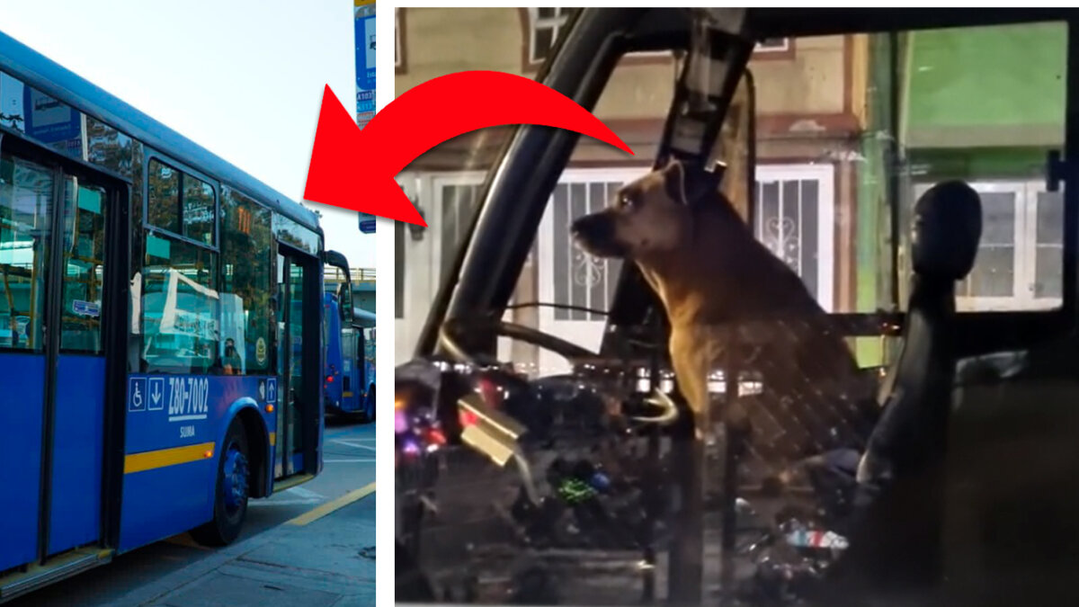 Video de perrito 'manejando' Sitp causa furor en redes Una vez más se volvió viral un video en un bus Sitp. Ahora el protagonista fue un lindo perrito que estaba ocupando el puesto del conductor y hasta con el cinturón de seguridad estaba, listo para cumplir su 'trabajo'.