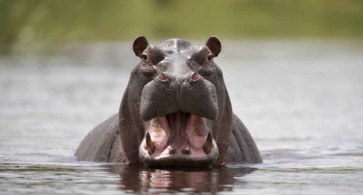 Los hipopótamos de Pablo Escobar ahora estarán en tierras mexicanas Al rededor de 60 hipopótamos seran enviados a zoologícos mexicanos.