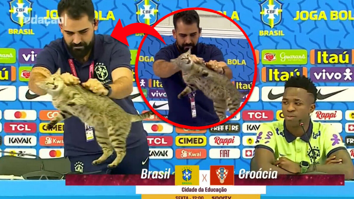 ¿La maldición del gato sacó a Brasil? En redes sociales se hizo viral el video en el que aparece el jefe de comunicaciones de la selección de Brasil lanzando lejos un gato que se encontraba sobre la mesa durante una rueda de prensa que estaba a punto de dar el futbolista brasileño Vinicius Junior.