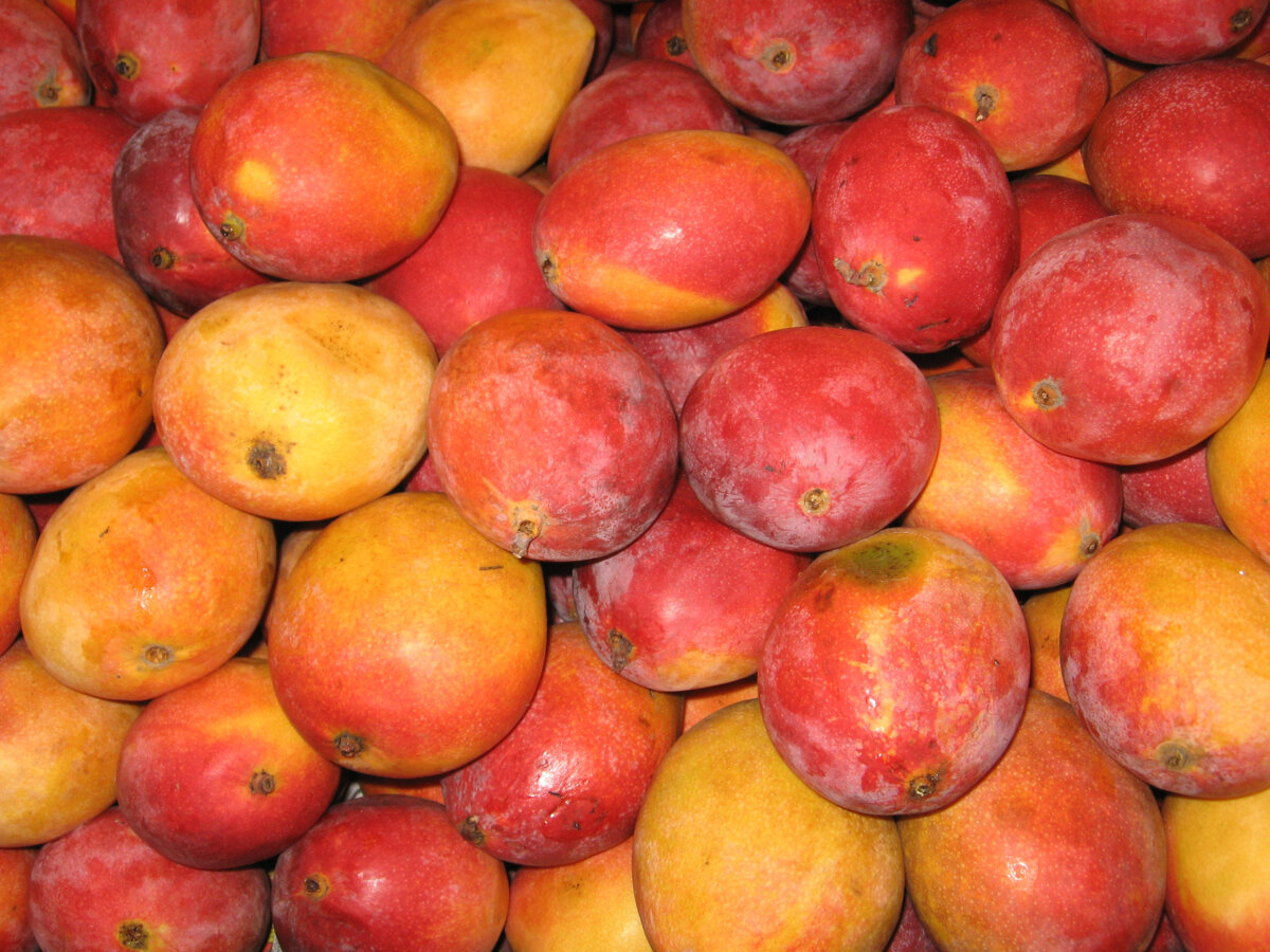 El mango podría impulsar la economía del país en los Estados Unidos La exportación del primer contenedor de mangos hacia los Estados Unidos abre las posibilidades para que la economía de Colombia repunte en 2023.