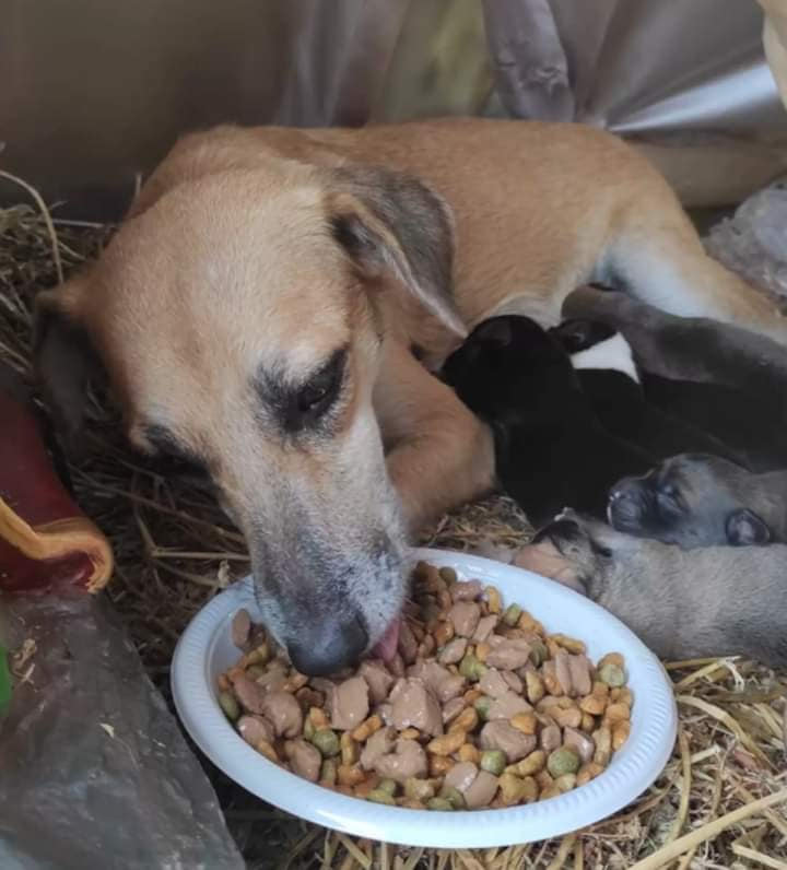 EN VIDEO: Perrita que dio a luz a sus crías en medio un pesebre La perrita tuvo 7 cachorros y enterneció a los internautas en las redes sociales, quienes ayudaron a conseguirle comida y hospedaje.