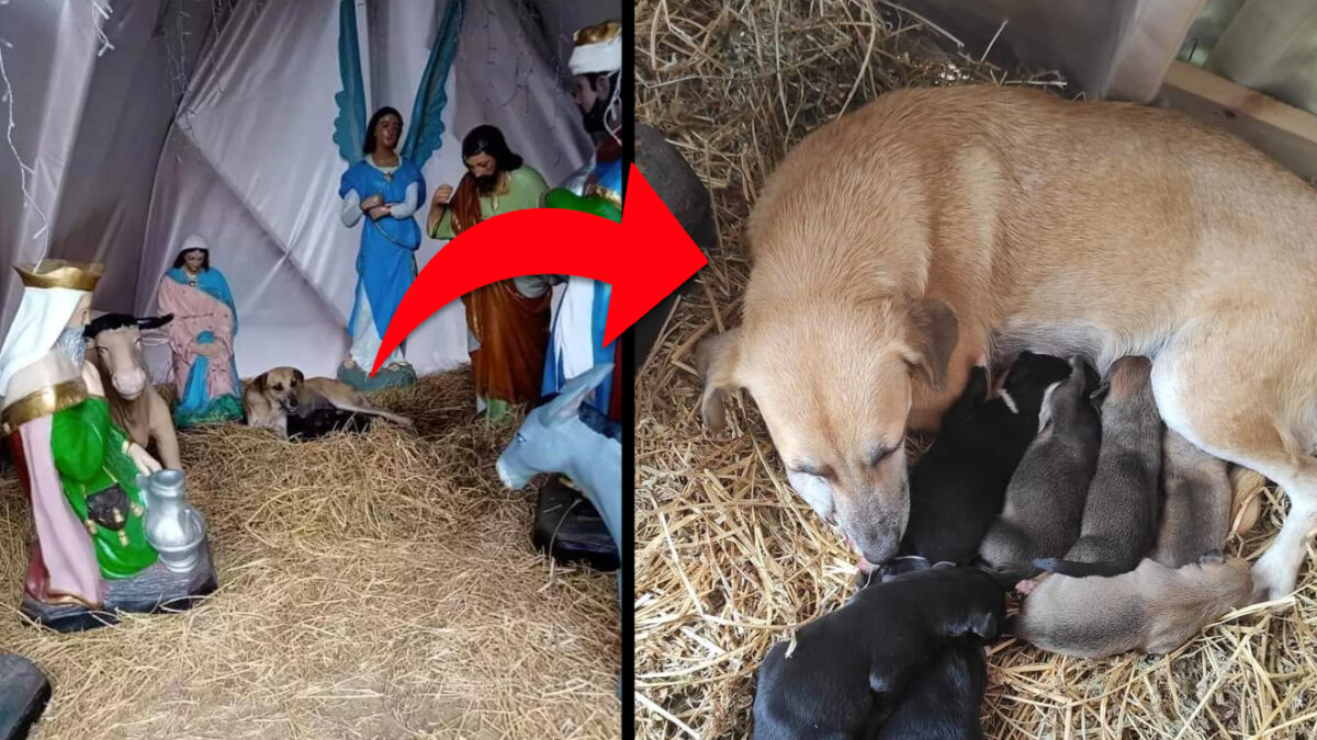 EN VIDEO: Perrita que dio a luz a sus crías en medio un pesebre La perrita tuvo 7 cachorros y enterneció a los internautas en las redes sociales, quienes ayudaron a conseguirle comida y hospedaje.